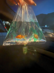 金魚飼い始めました🐟