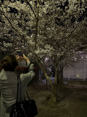 夜のお花見！