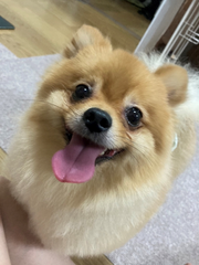 GW前にすっきりきれいにしてきたよ🐕✨