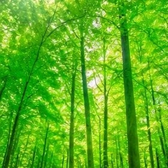 🍀