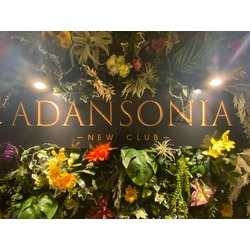 NEW CLUB ADANSONIA