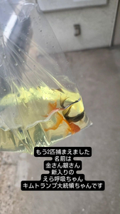 ほのか|福岡市 博多区中州のスナック|HALEMOANA(ハレモアナ)