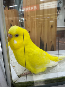 華宮 りりあ|札幌市 すすきののニュークラブ|FILLIA(フィリア)