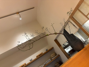 椿|都城市 牟田町のキャバクラ|Jardin(ハルディン)