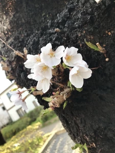 まなみ|さいたま市 大宮区仲町のキャバクラ|Leger(レジェ 大宮)