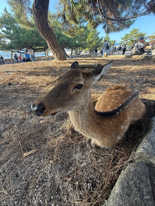 音羽 みおか|鹿児島市 山之口町のキャバクラ|EMIRAI(エミライ)