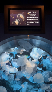鬼灯 メビ|鹿児島市 山之口町のキャバクラ|EMIRAI(エミライ)