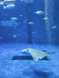 LuLu|熊本市 中央区下通のコンカフェ|Candy made(キャンディーメイド)