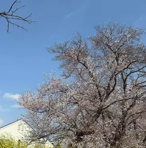 そら|さいたま市 大宮区仲町のキャバクラ|TANTRA(タントラ)