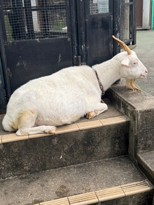 さら|船橋市 西船のキャバクラ|西船橋 Vellugue(西船橋 ヴェルージュ)