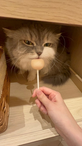 ヴィヴィ|長崎市 本石灰町のコンカフェ|Candy made(キャンディーメイド)