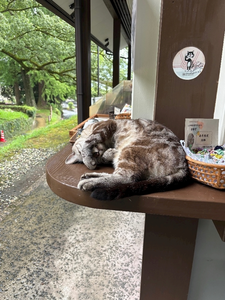 椿|都城市 牟田町のキャバクラ|Jardin(ハルディン)