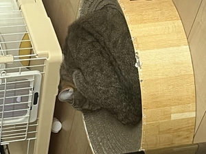 大尻 桃|宮崎市 中央通のガールズバー|ミヤバニ()