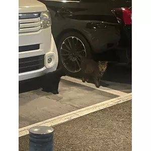 みさき