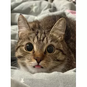 ヴィヴィ