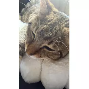 のぞみ
