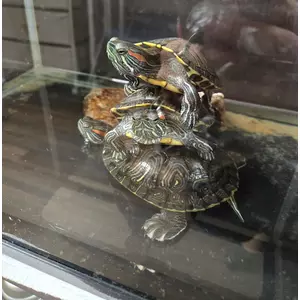 エミ （スタッフ）