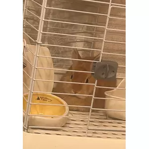 セナ