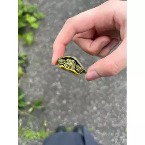 みくる