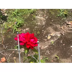 セナ