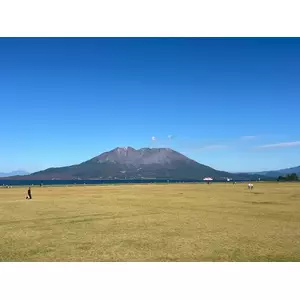 椿