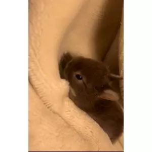 セナ