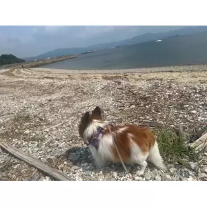 あいら