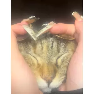 セナ