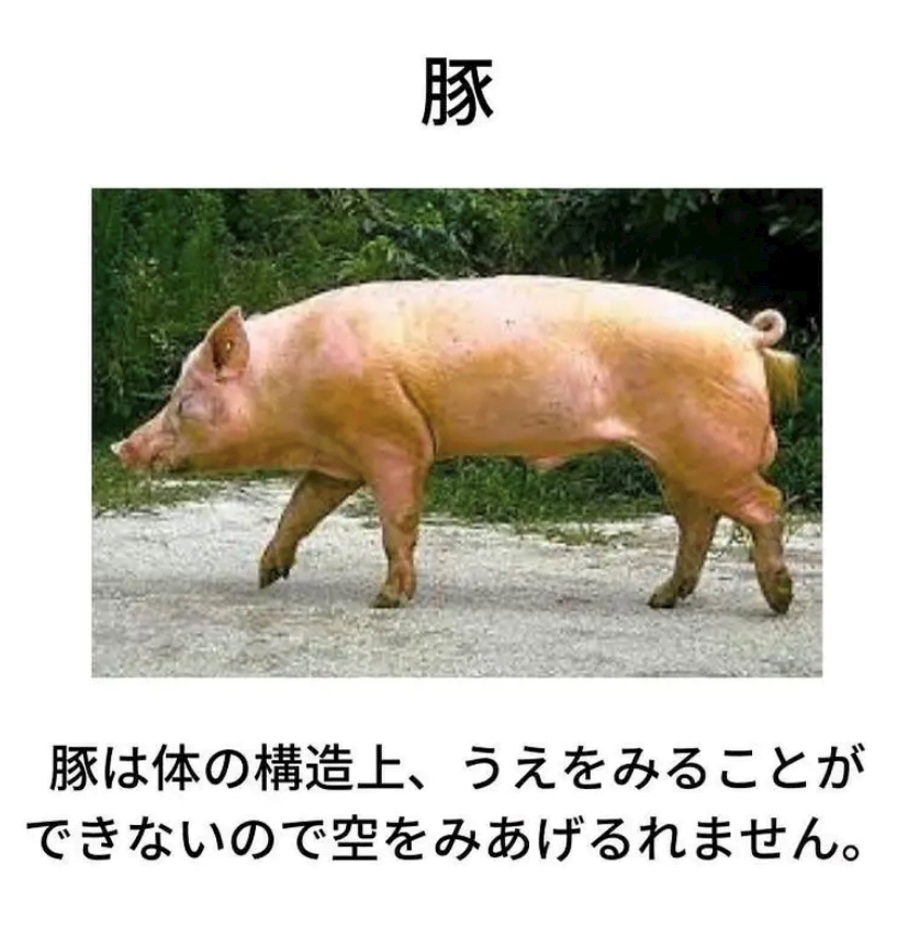 えりか