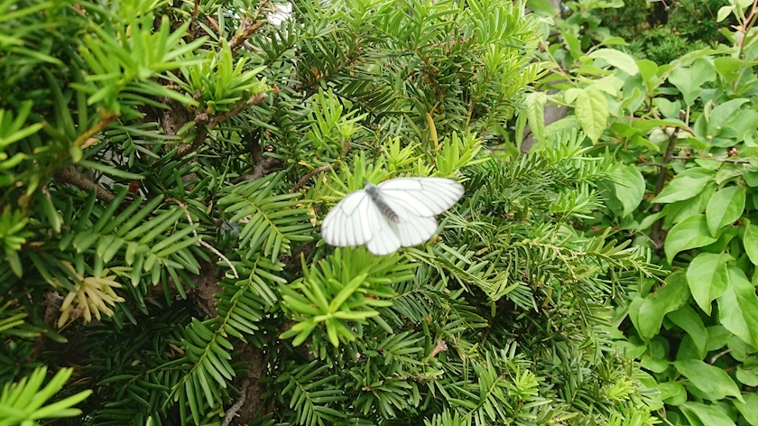 桃野 花純