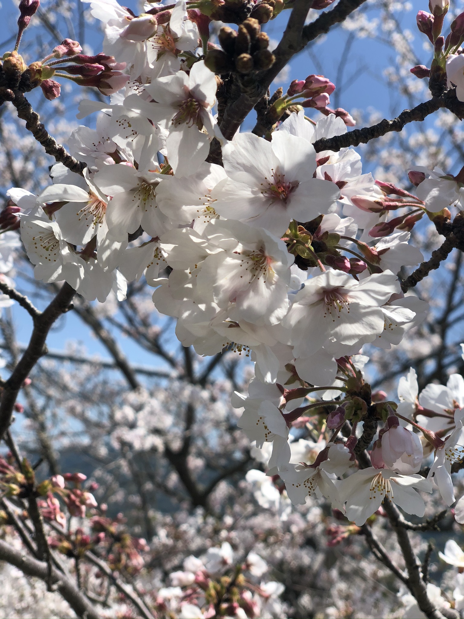 藤本 祐子ママ