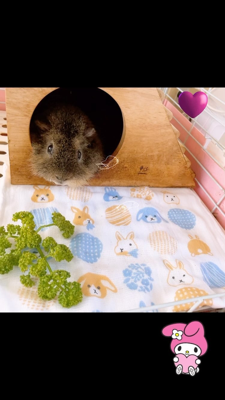 お茶の水うらん