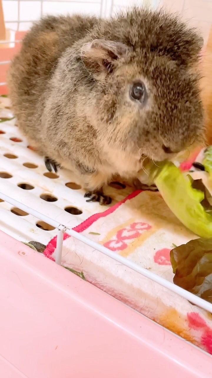 お茶の水うらん