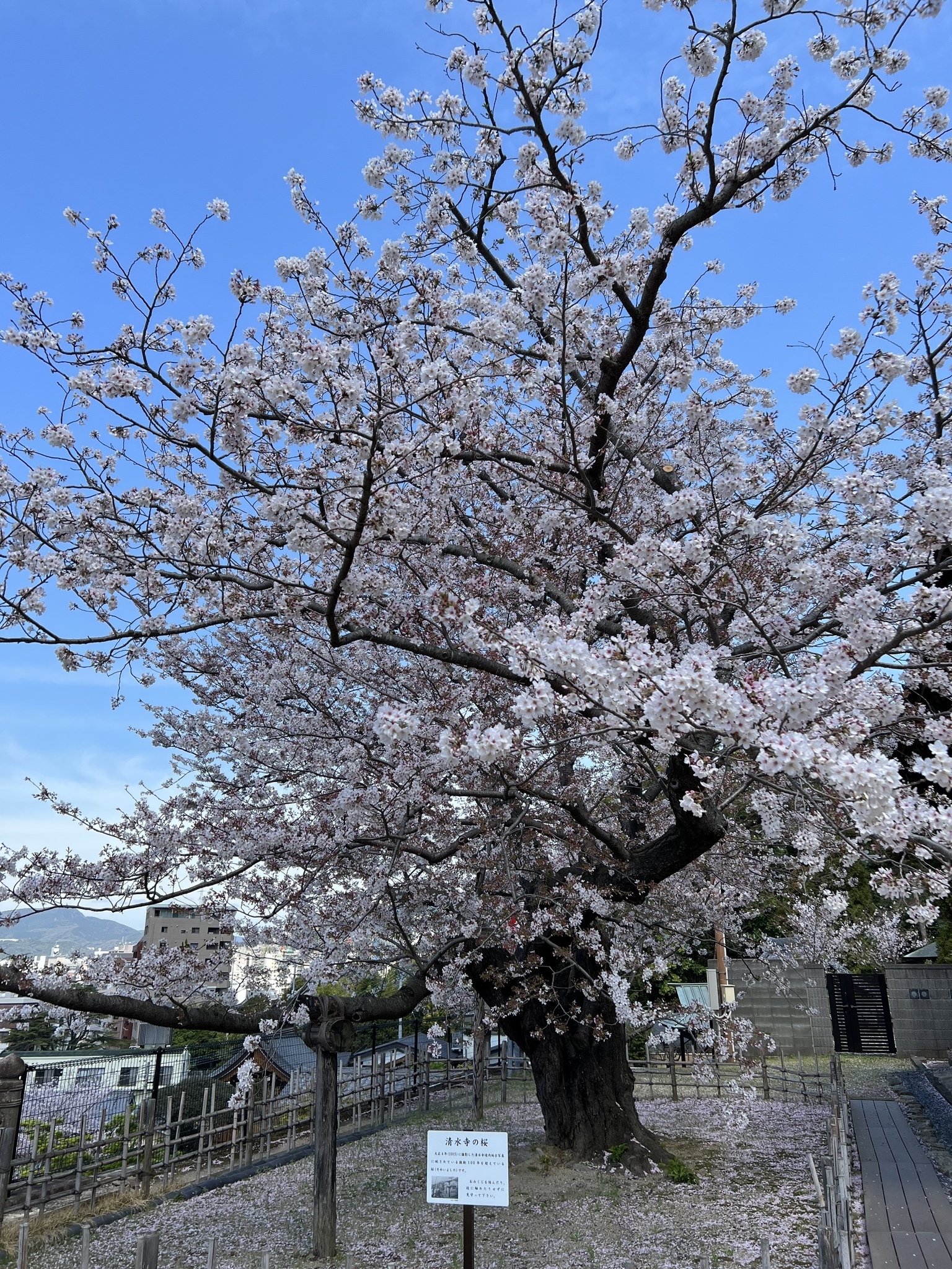 藤本 祐子ママ