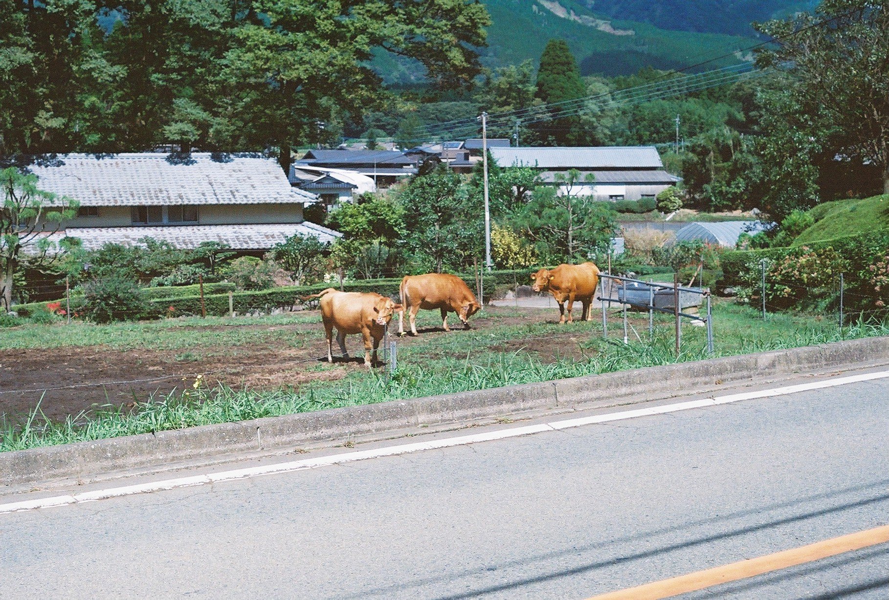 ま お