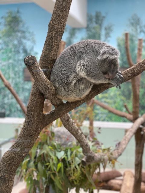 大天使 あんな