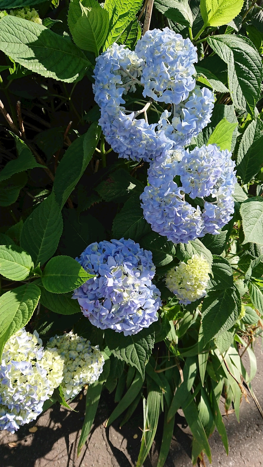 桃野 花純