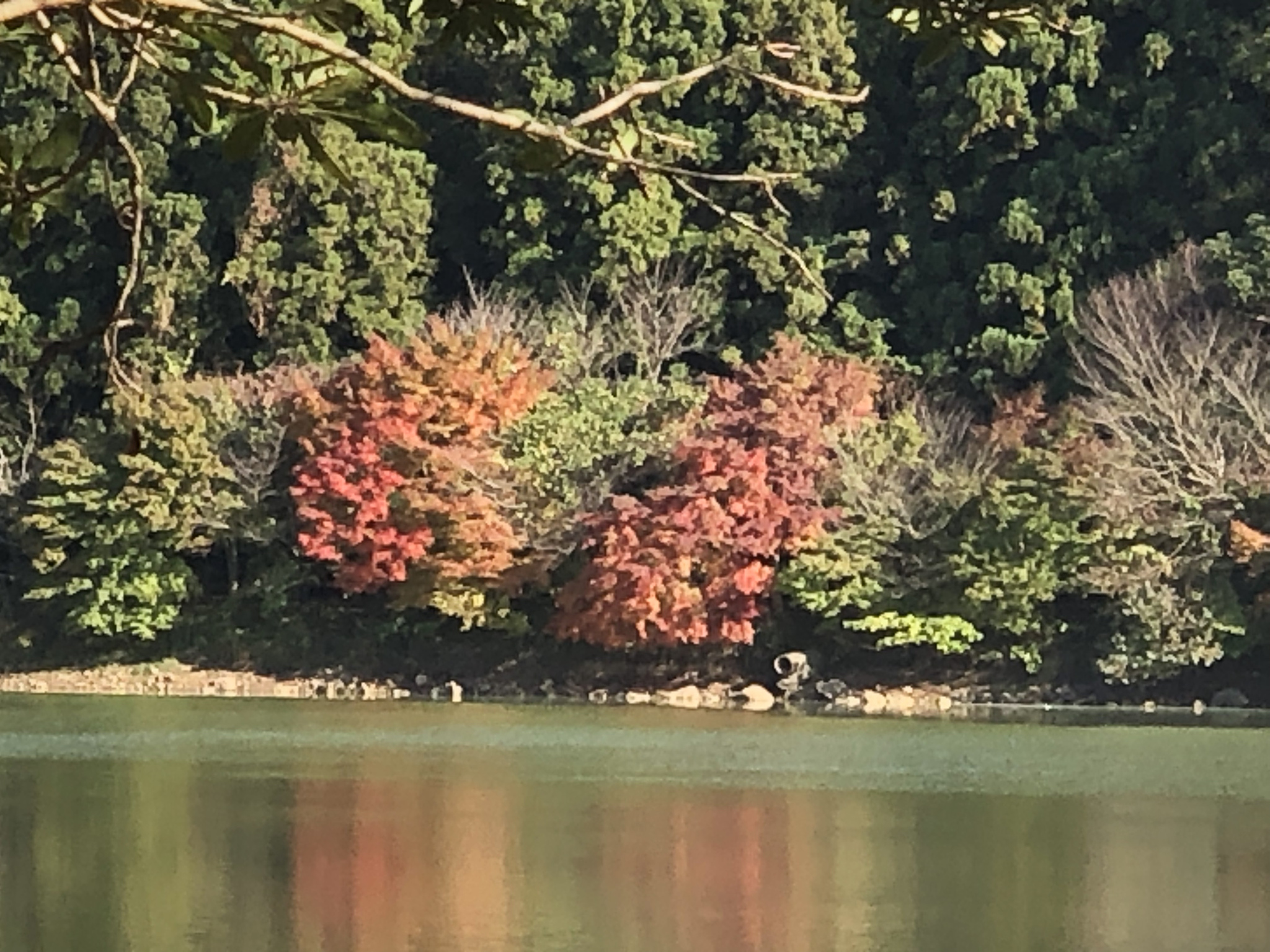 藤本 祐子ママ