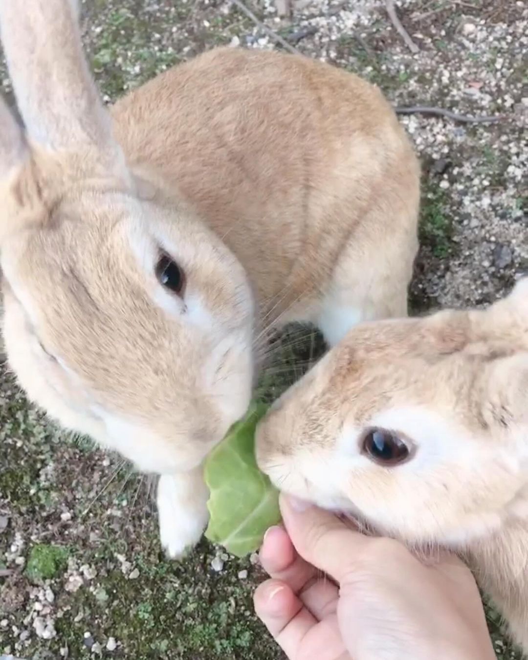 花園 ひめか