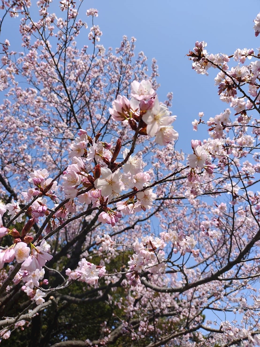 桃野 花純