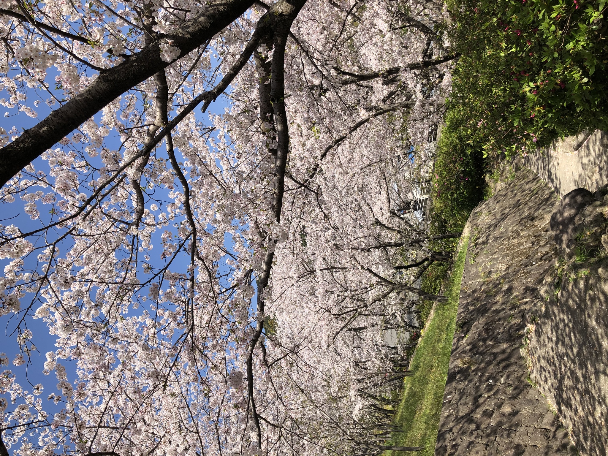 藤本 祐子ママ