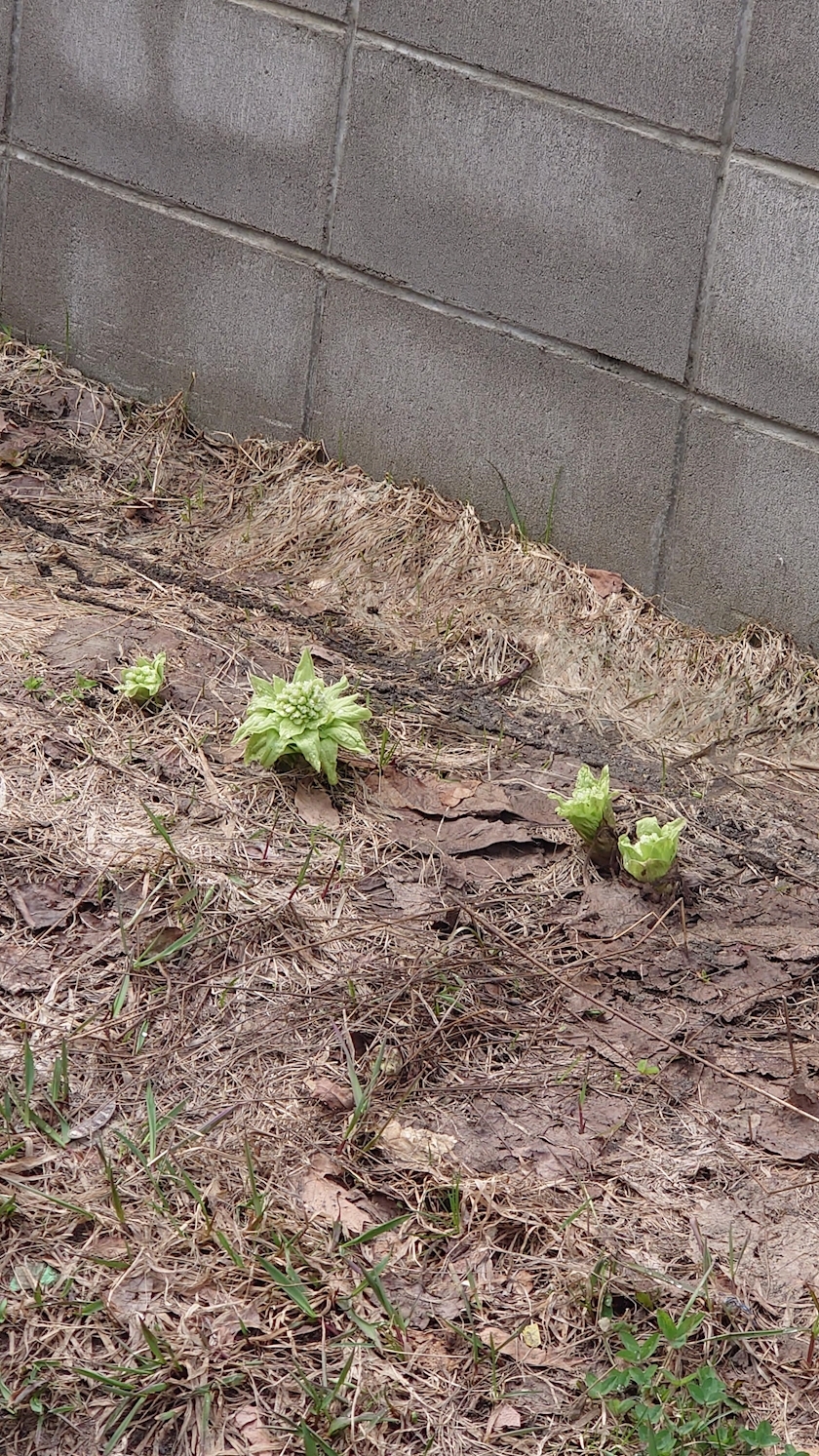 桃野 花純