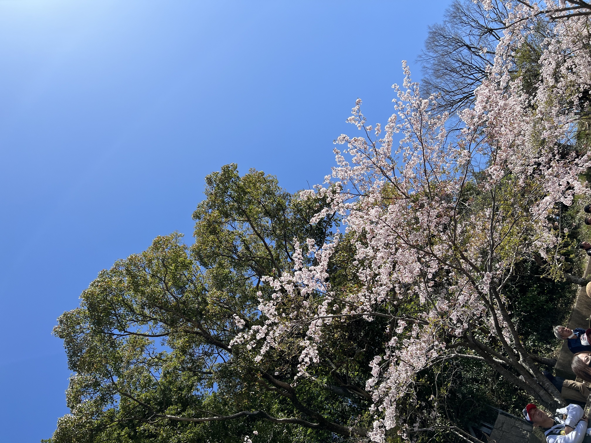 藤本 祐子ママ