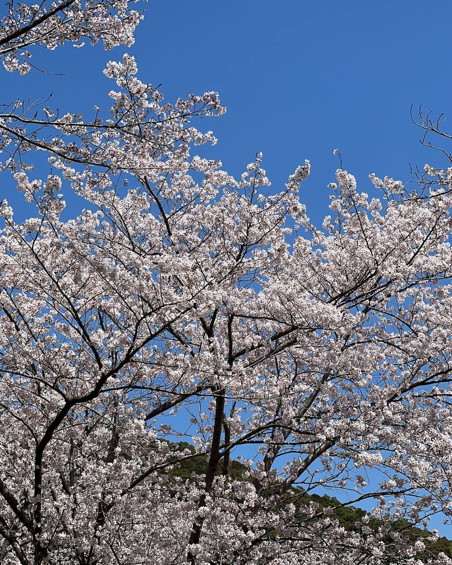 藤本 祐子ママ