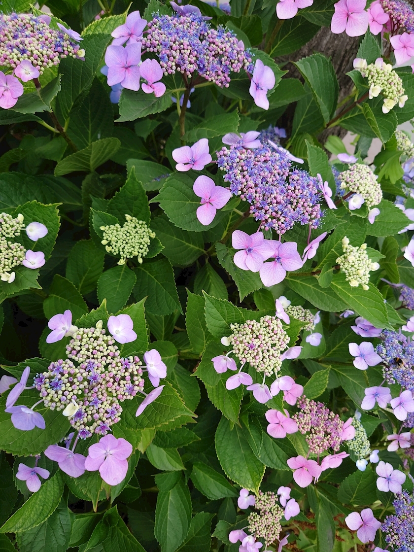 桃野 花純