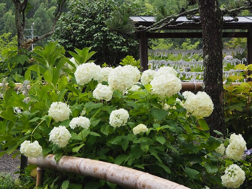 雪森 ふじの