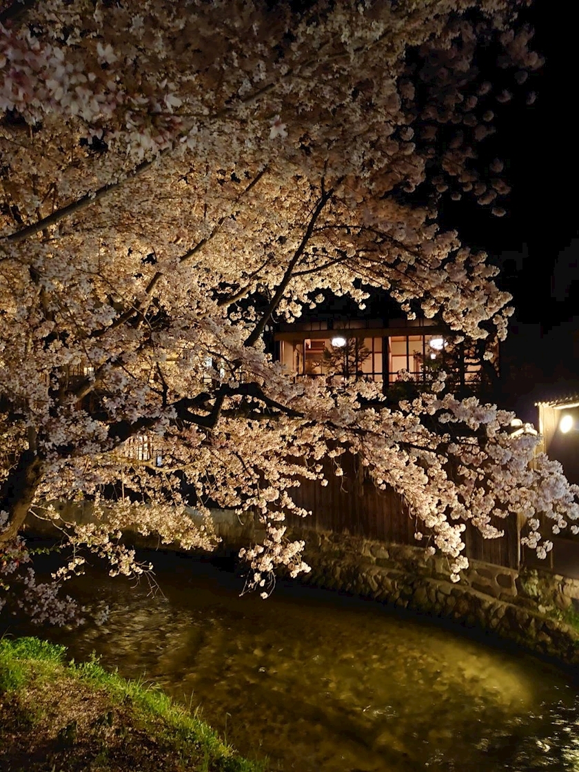 桃野 花純