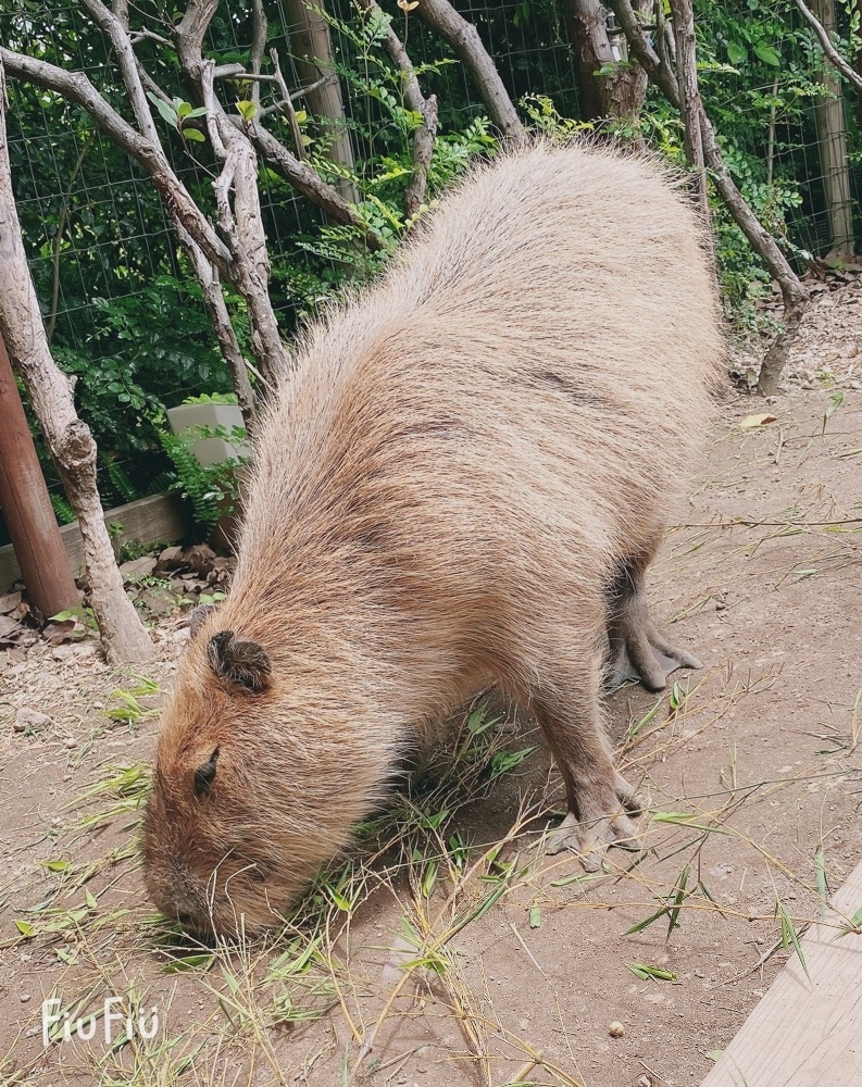 ちか