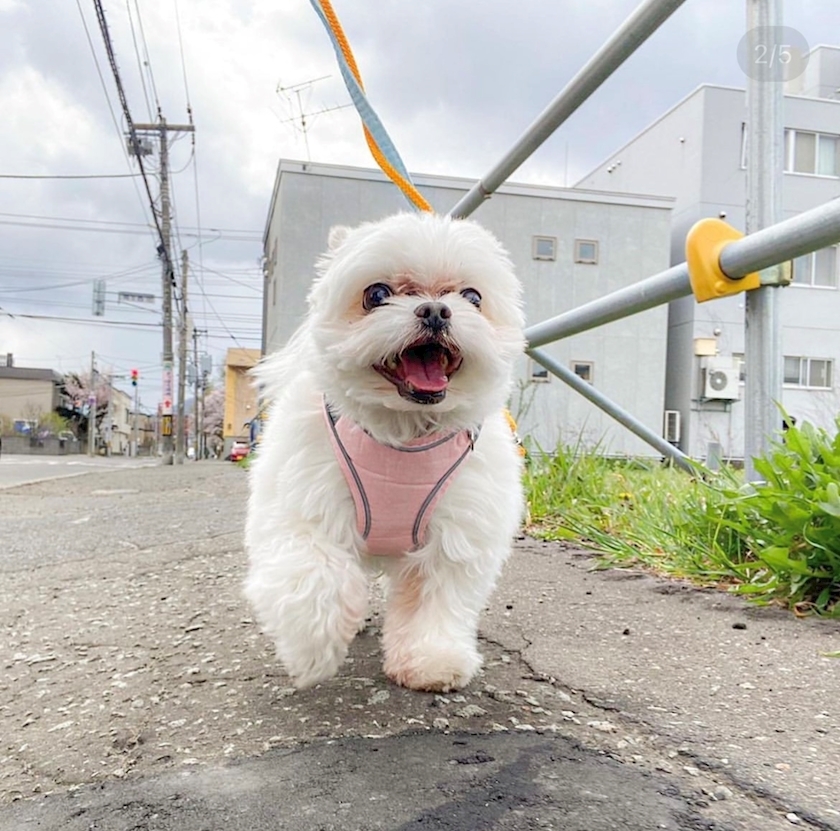 涼風 あき