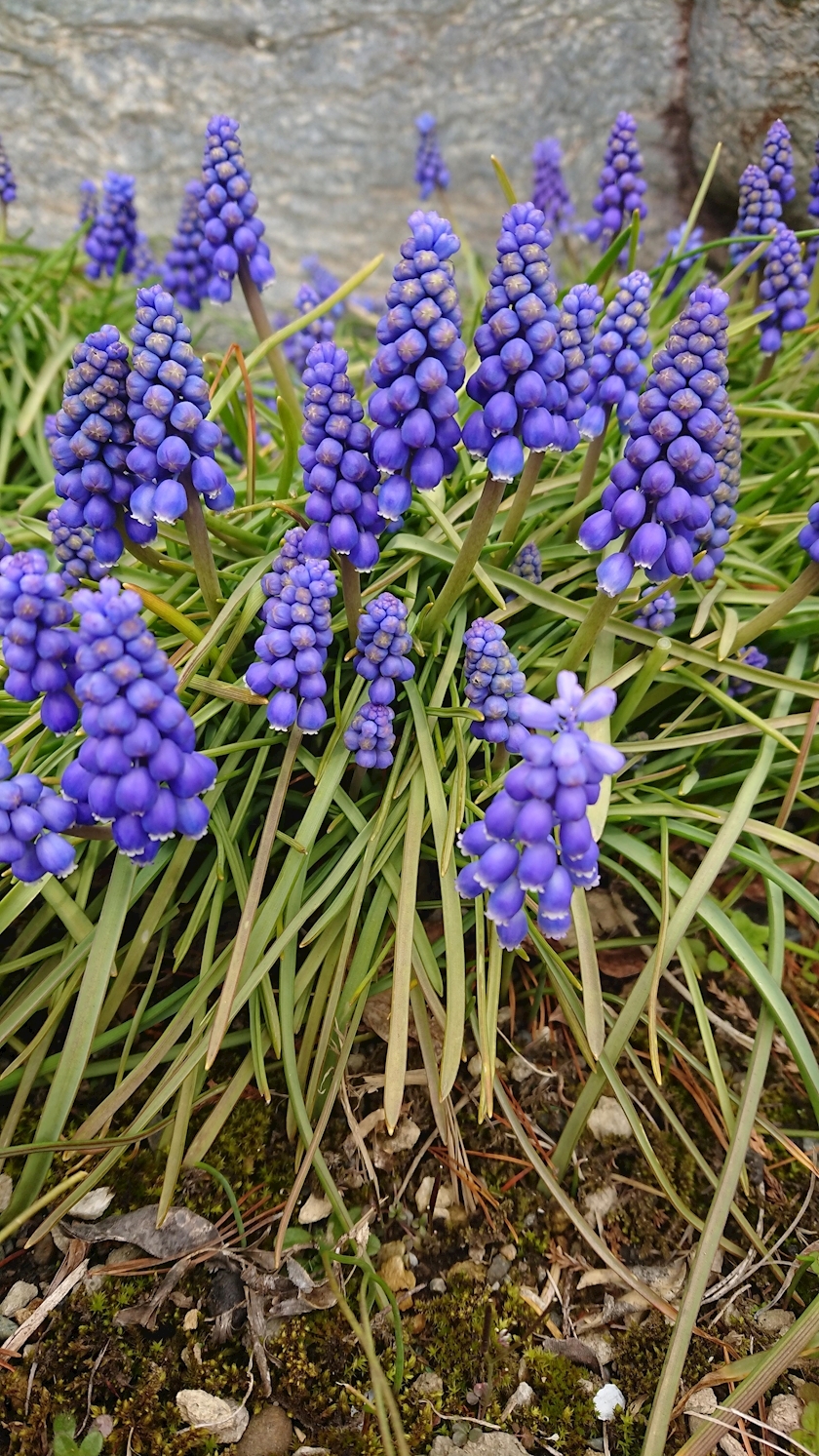 桃野 花純